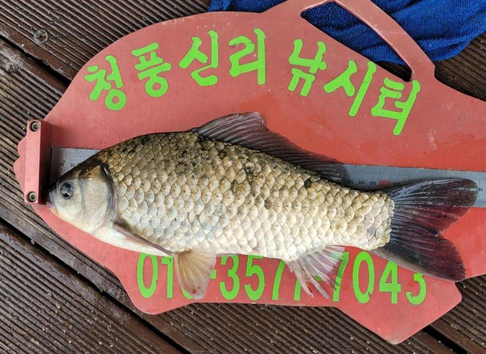 청풍신리낚시터 허리급조황입니다 (조황조행기 - 충주호조황속보)