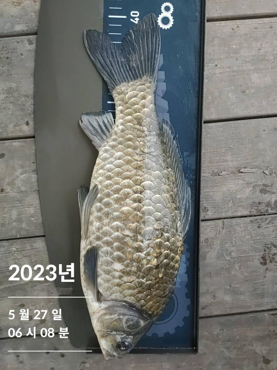 단돈조항소식전해드립니다 (조황조행기 - 충주호조황속보)