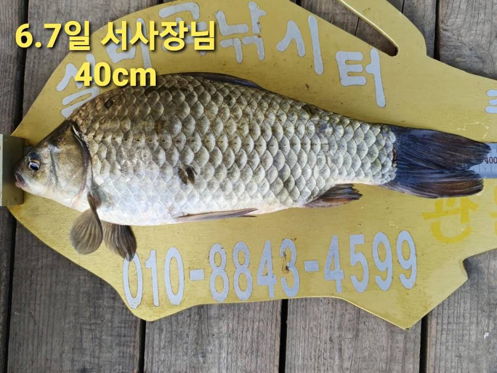 실리곡낚시터 44cm 대물 조황입니다 (조황조행기 - 충주호조황속보)