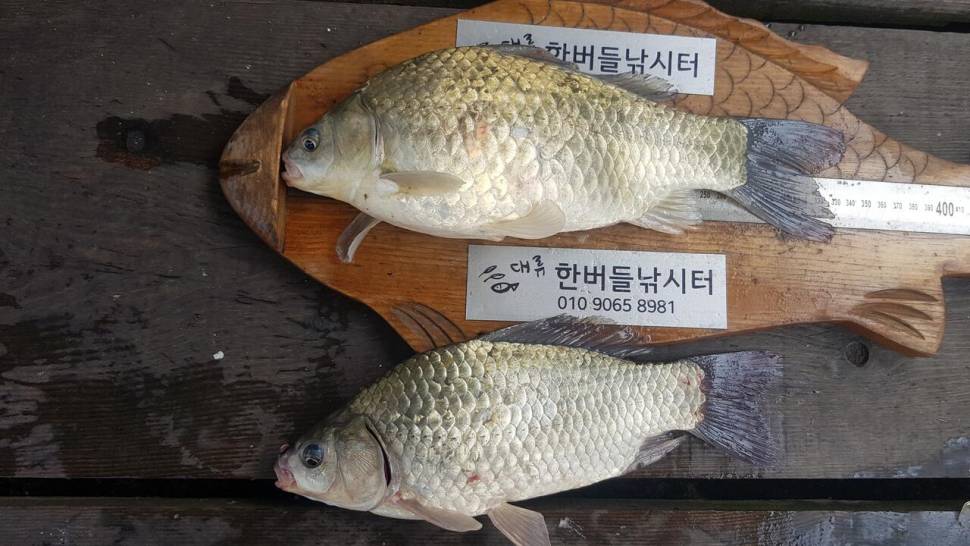 한버들 허릿급 조황입니다 (조황조행기 - 충주호조황속보)