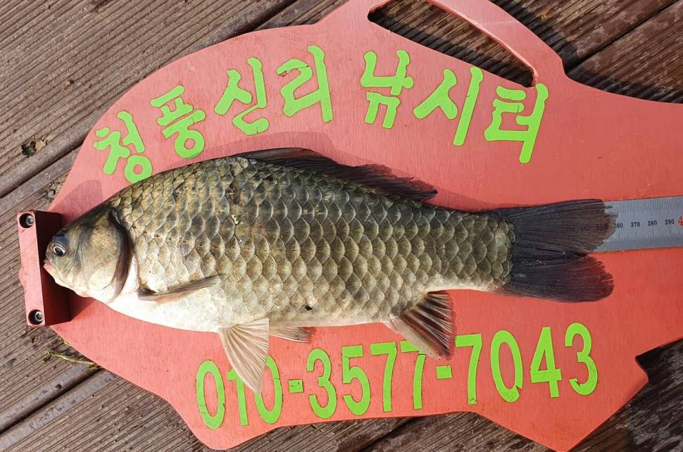 청풍신리낚시터 435cm40cm 조황입니다 (조황조행기 - 충주호조황속보)