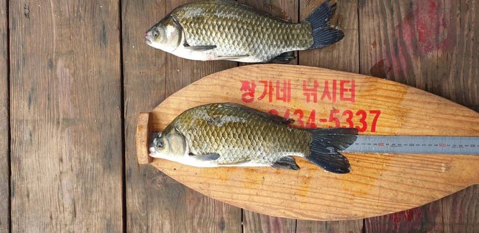 충주호 짱가네낚시터 (조황조행기 - 충주호조황속보)