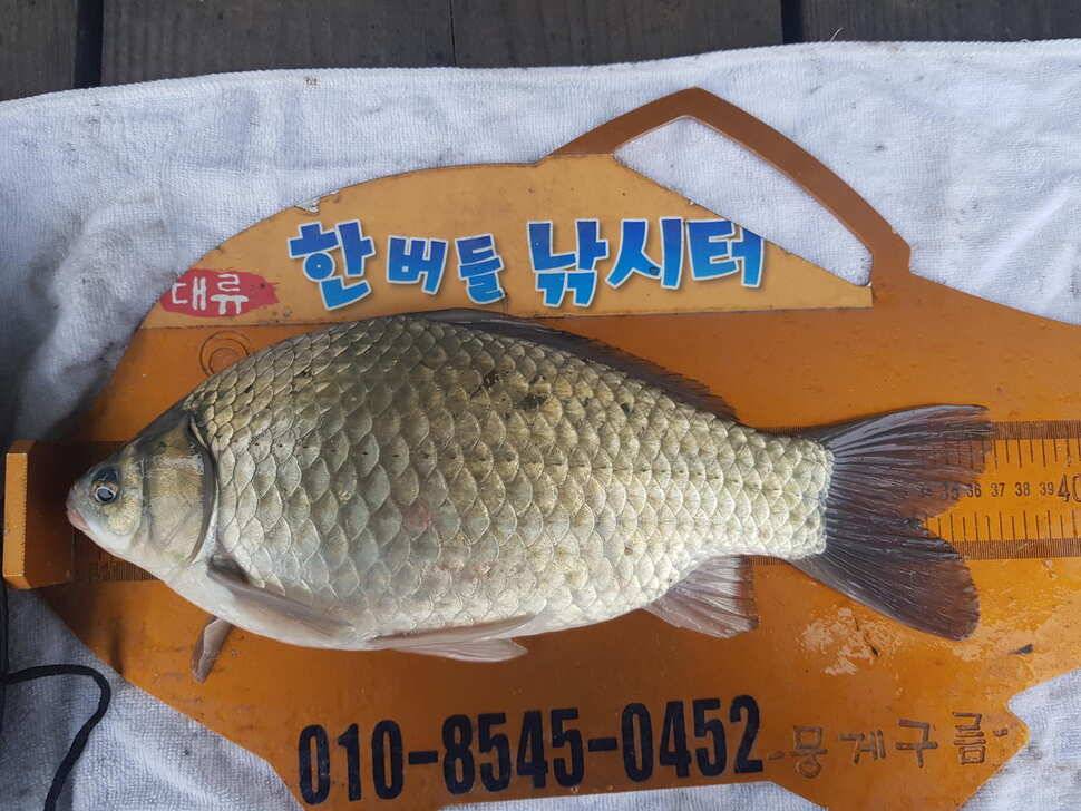 한버들 조황입니다 (조황조행기 - 충주호조황속보)