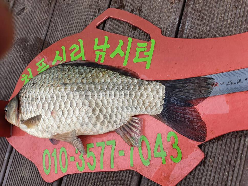 청풍신리낚시터 4짜허리급 6수 조황입니다 (조황조행기 - 충주호조황속보)