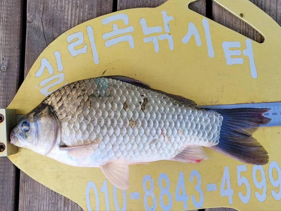실리곡낚시터 허리급외 월척마릿수 조황입니다 (조황조행기 - 충주호조황속보)