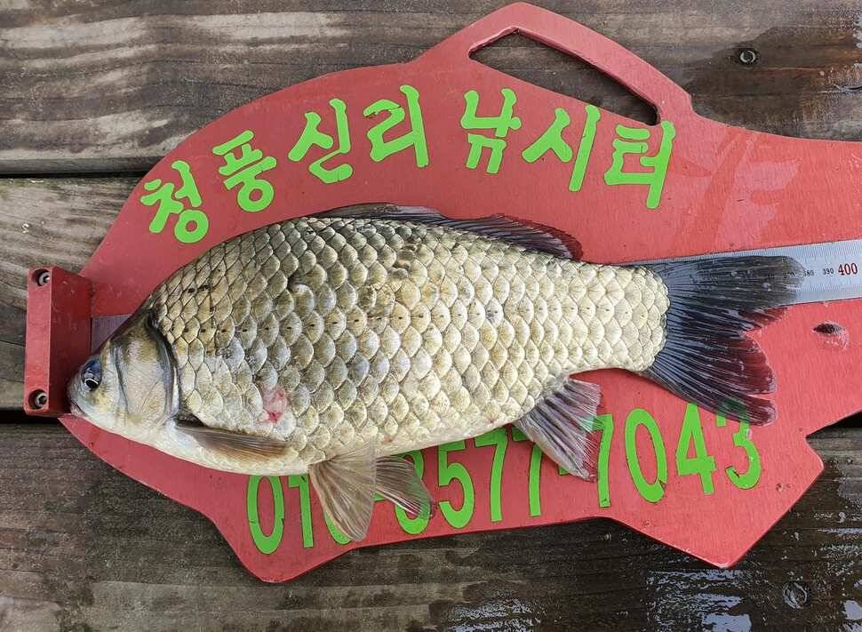 청풍신리낚시터 4짜 조황입니다 (조황조행기 - 충주호조황속보)