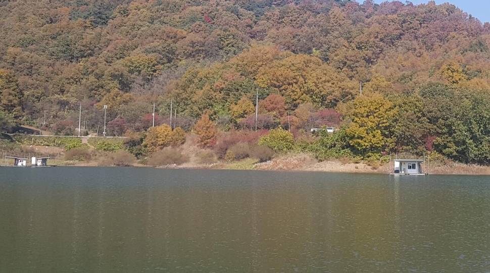 청풍호 한버들 조황입니다 (조황조행기 - 충주호조황속보)