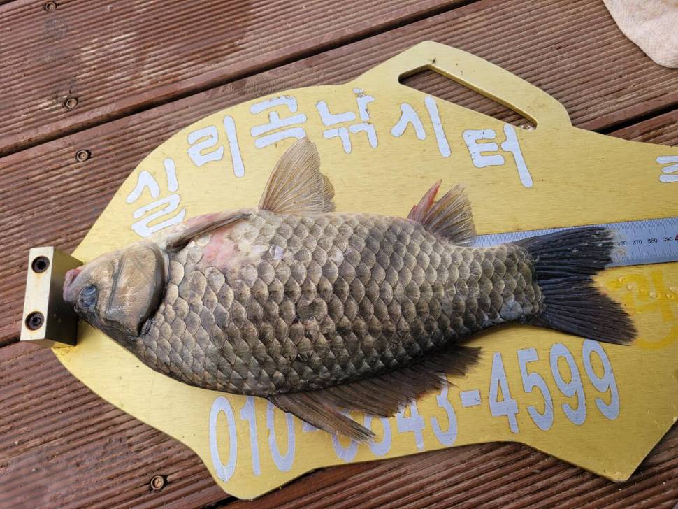 청풍 실리곡낚시터 4짜외 허리급입니다 (조황조행기 - 충주호조황속보)