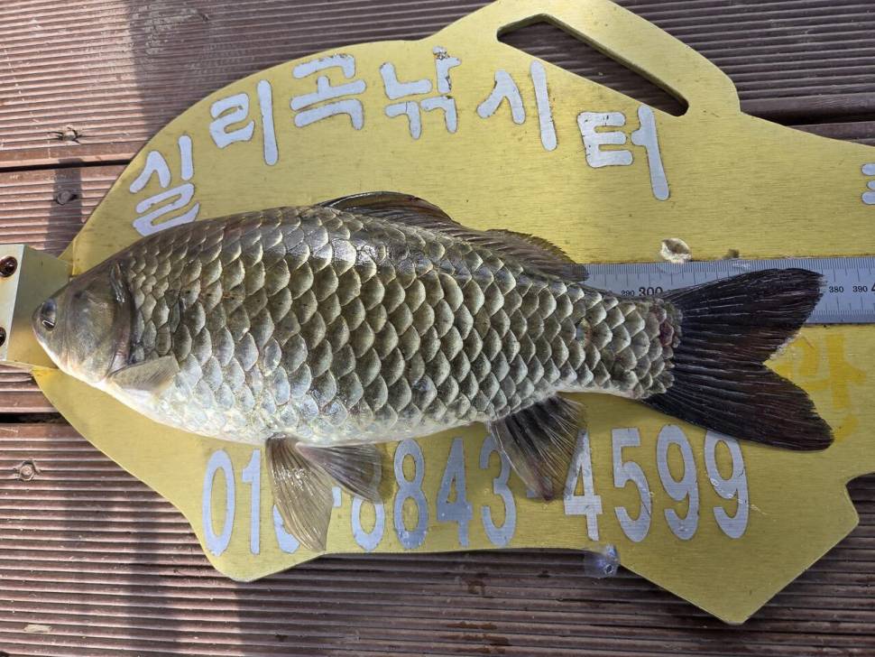 청풍 실리곡낚시터 조황입니다 (조황조행기 - 충주호조황속보)
