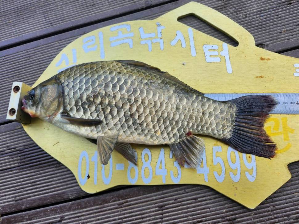 청풍 실리곡낚시터 조황입니다 (조황조행기 - 충주호조황속보)