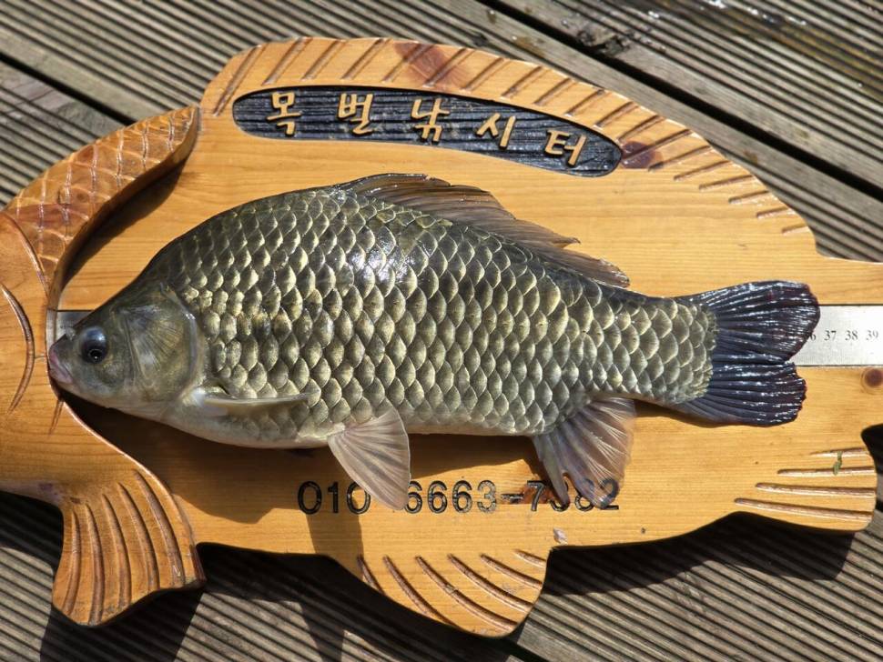 목벌낚시터 조황정보 (조황조행기 - 충주호조황속보)