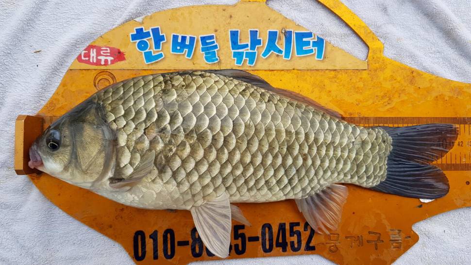 한버들 4짜 포함 허릿급 조황입니다 (조황조행기 - 충주호조황속보)
