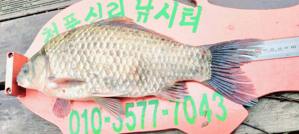 청풍신리낚시터 41cm외 허리급입니다 (조황조행기 - 충주호조황속보)