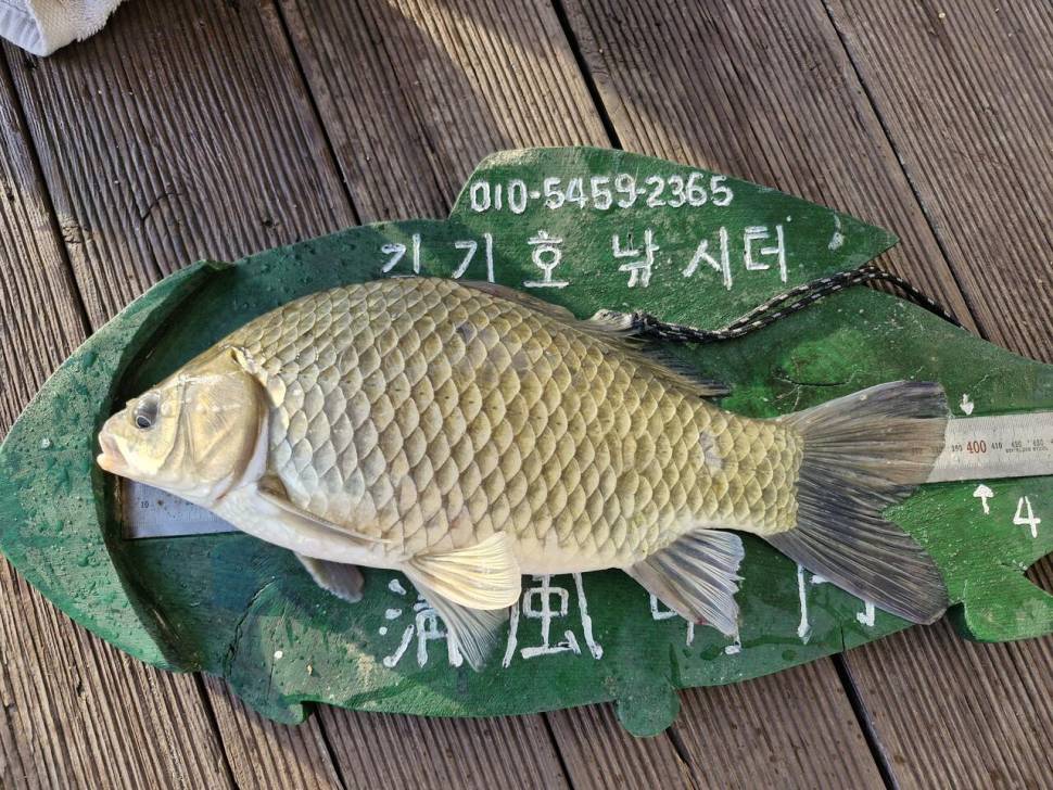 용곡 김기호 낚시터 조황정보 입니다 (조황조행기 - 충주호조황속보)