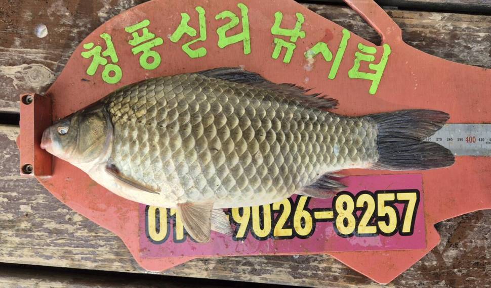 청풍신리낚시터 주말조황입니다 (조황조행기 - 충주호조황속보)