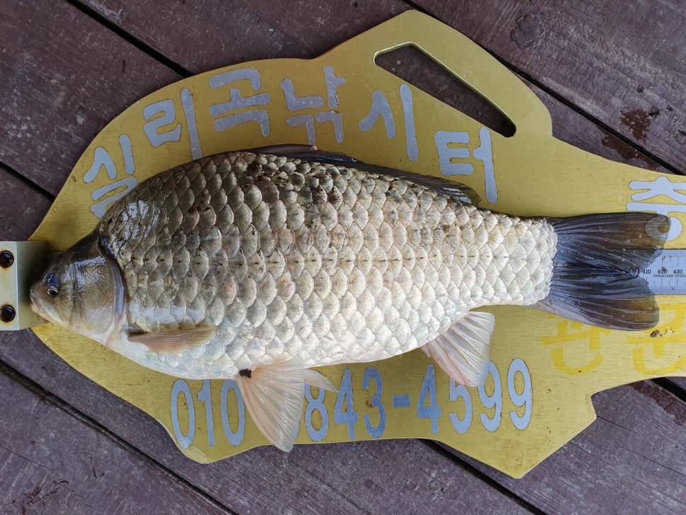 실리곡낚시터 425cm 4짜4짜 허리급 조황입니다 (조황조행기 - 충주호조황속보)