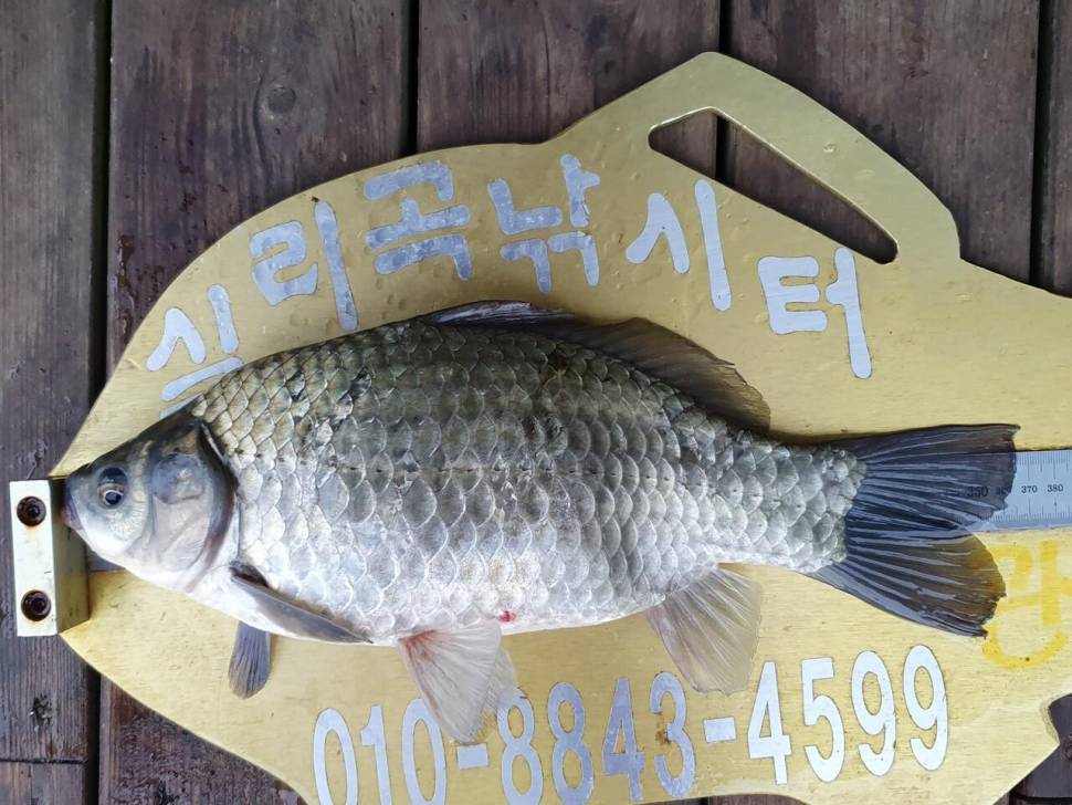 실리곡낚시터 4짜허리급 조황입니다 (조황조행기 - 충주호조황속보)
