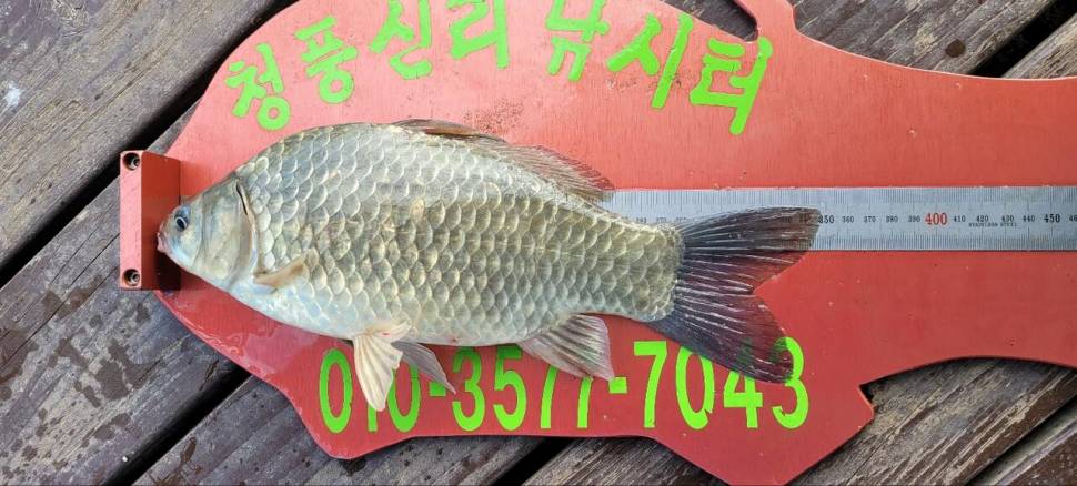 청풍신리낚시터 43cm외 허리급입니다 (조황조행기 - 충주호조황속보)