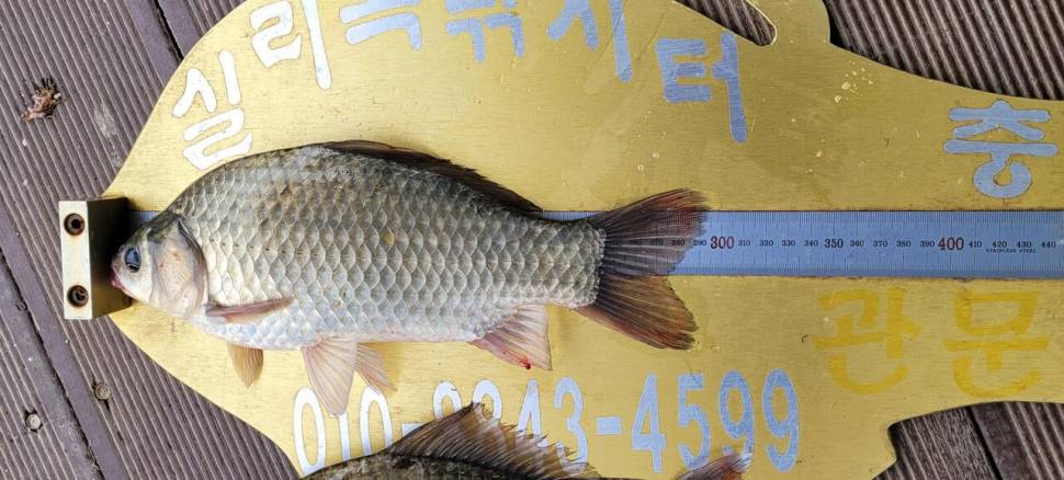 실리곡낚시터 허리급 조황입니다 (조황조행기 - 충주호조황속보)