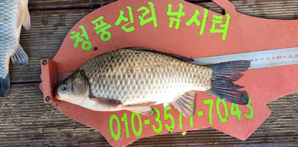 청풍신리낚시터 허리급 조황입니다 (조황조행기 - 충주호조황속보)