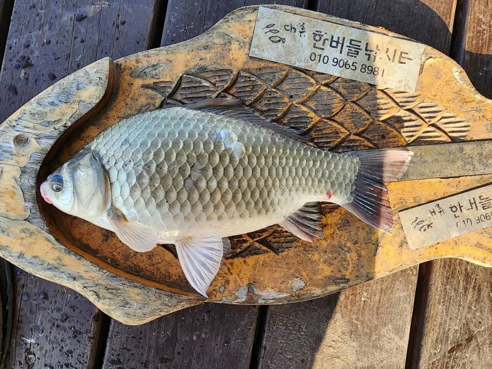 청풍 한버들 허릿급 조황입니다 (조황조행기 - 충주호조황속보)