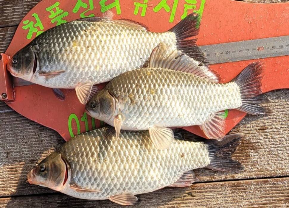 청풍신리낚시터 41cm외 허리급입니다 (조황조행기 - 충주호조황속보)