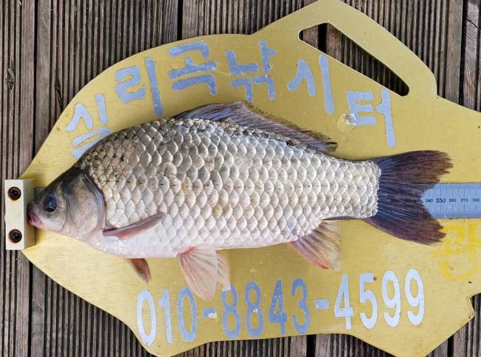 실리곡낚시터 허리급 조황입니다 (조황조행기 - 충주호조황속보)