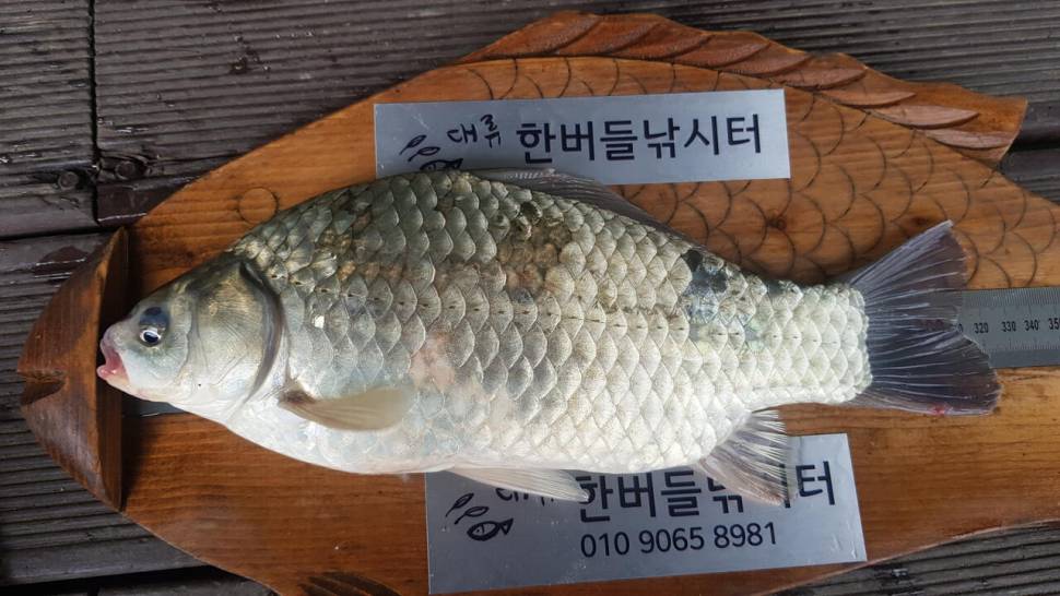 한버들 조황입니다 (조황조행기 - 충주호조황속보)