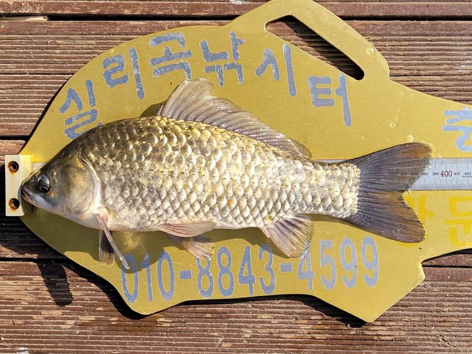 실리곡낚시터 허리급 조황입니다 (조황조행기 - 충주호조황속보)