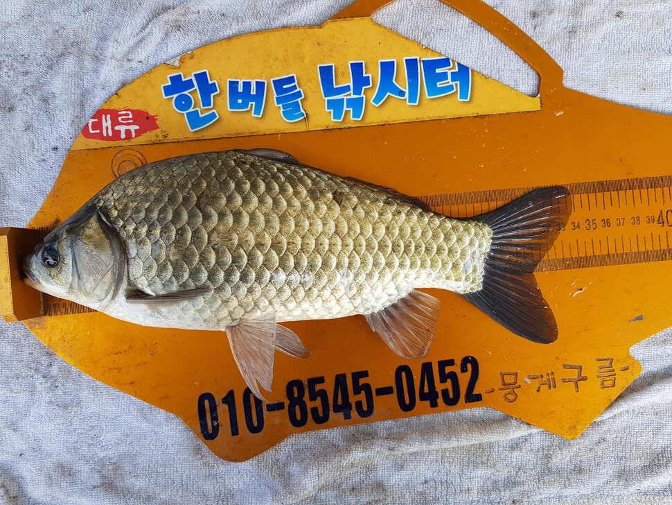한버들 조황입니다 (조황조행기 - 충주호조황속보)