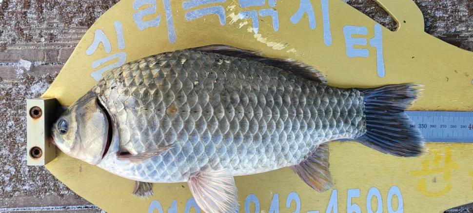 실리곡낚시터 4짜외 허리급입니다 (조황조행기 - 충주호조황속보)