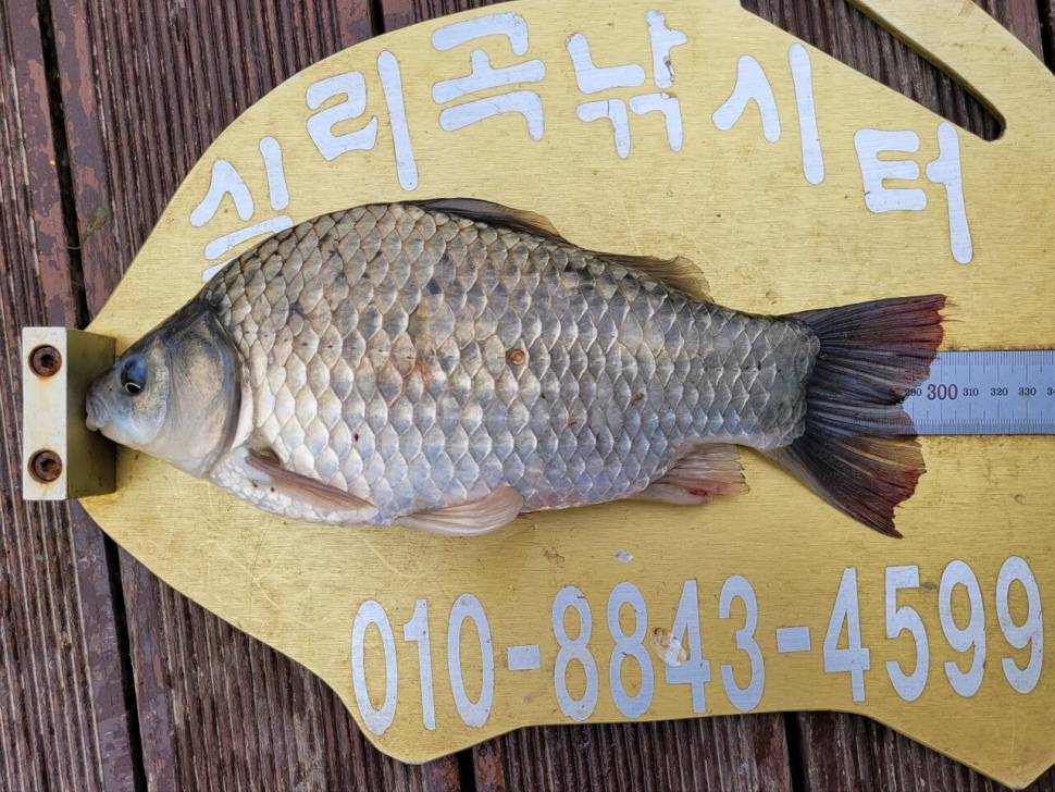 실리곡낚시터 허리급 조황입니다 (조황조행기 - 충주호조황속보)