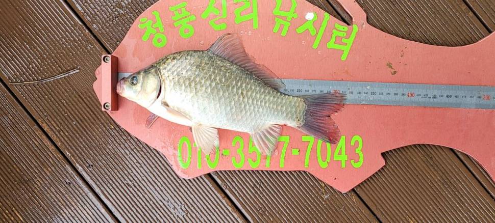 청풍신리낚시터 4짜 조황입니다 (조황조행기 - 충주호조황속보)