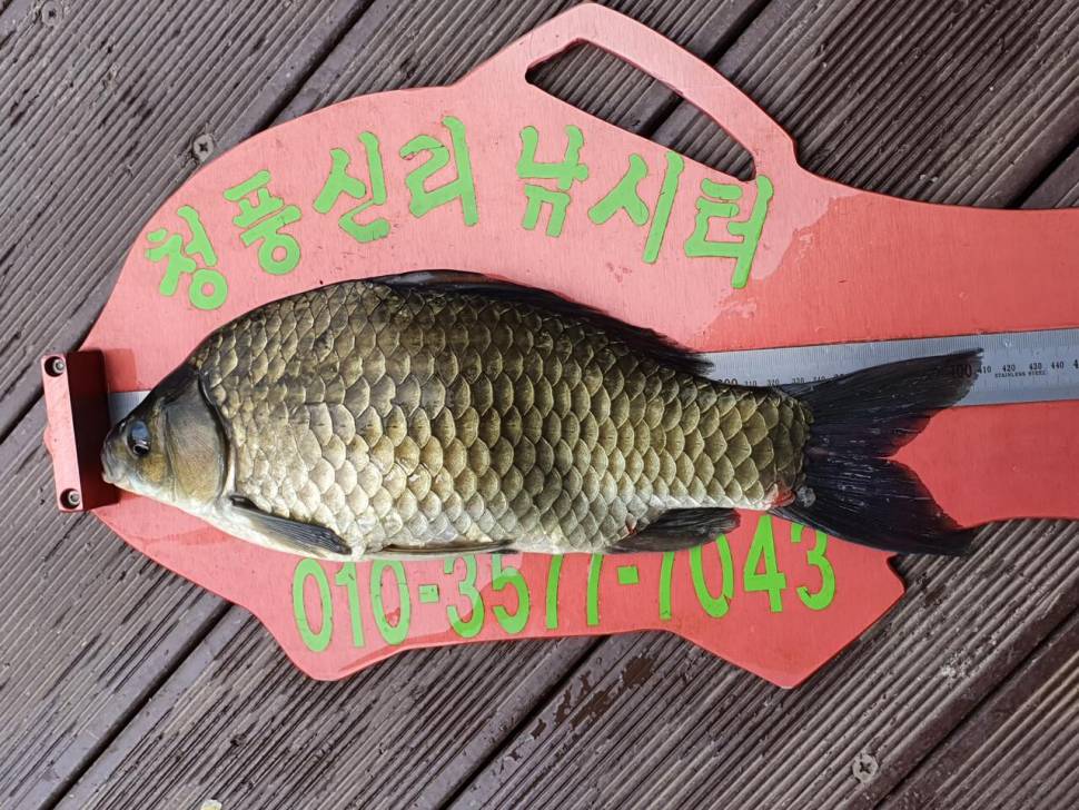 청풍신리낚시터 43cm4짜 4수 조황입니다 (조황조행기 - 충주호조황속보)