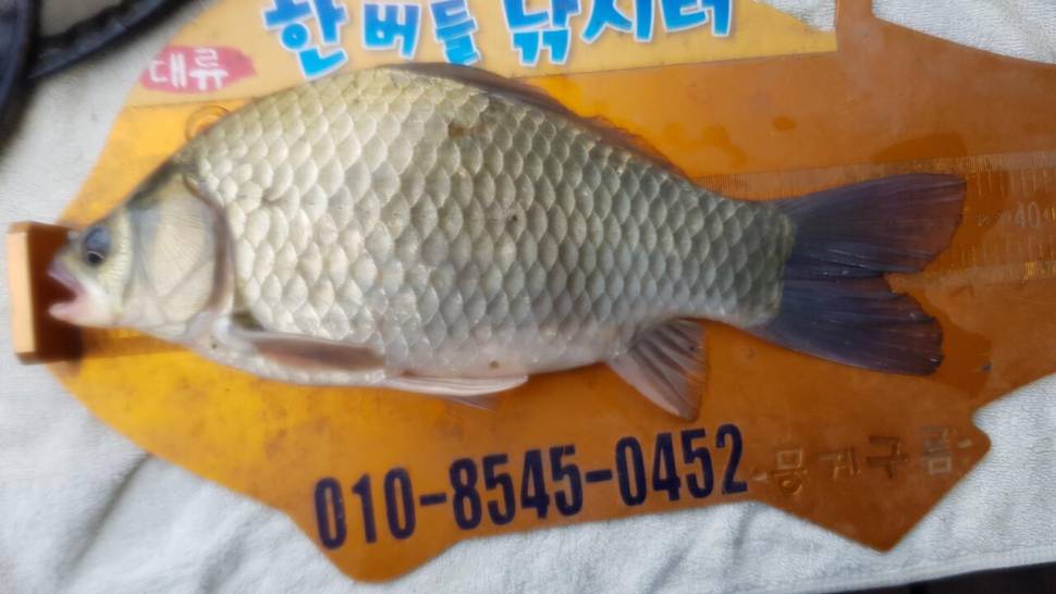 한버들 조황입니다 (조황조행기 - 충주호조황속보)
