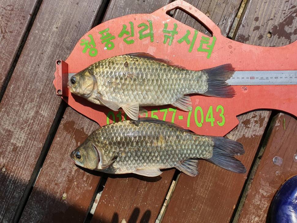 청풍신리낚시터 4짜외 허리급 조황입니다 (조황조행기 - 충주호조황속보)