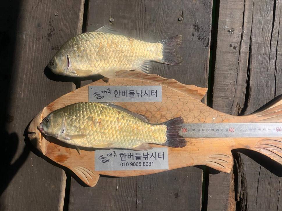 한버들 허릿급 조황입니다 (조황조행기 - 충주호조황속보)