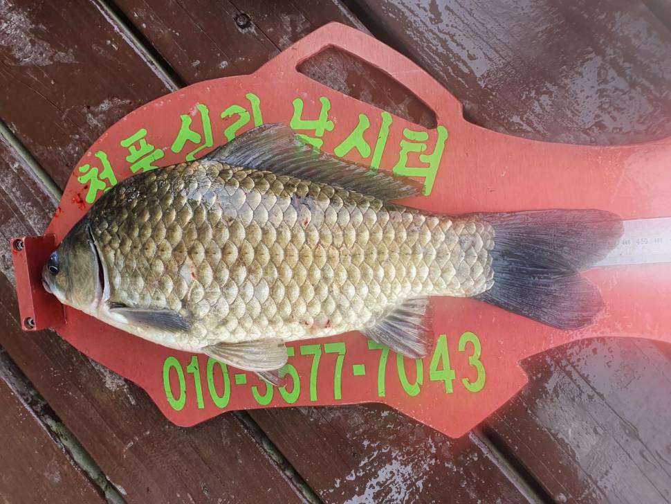청풍신리낚시터 44cm41cm외 허리급 조황입니다 (조황조행기 - 충주호조황속보)
