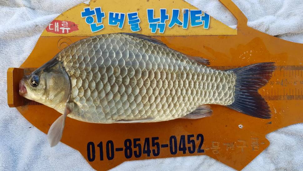 한버들 조황입니다 (조황조행기 - 충주호조황속보)