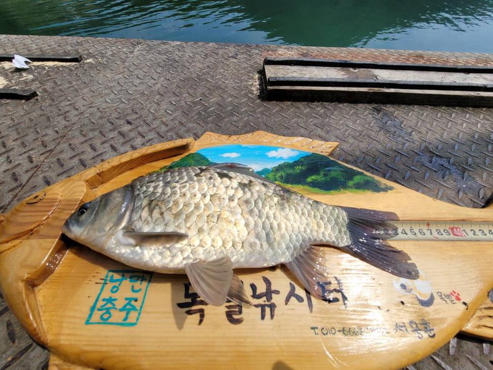 목벌 주말조황소식안내 (조황조행기 - 충주호조황속보)