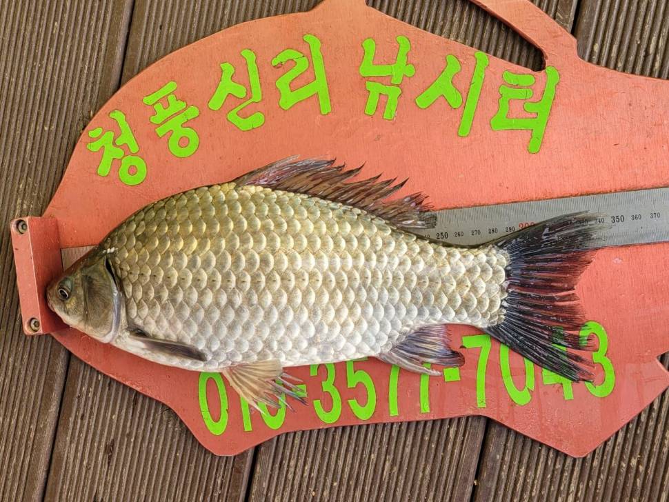 청풍신리낚시터 허리급 조황정보입니다 (조황조행기 - 충주호조황속보)