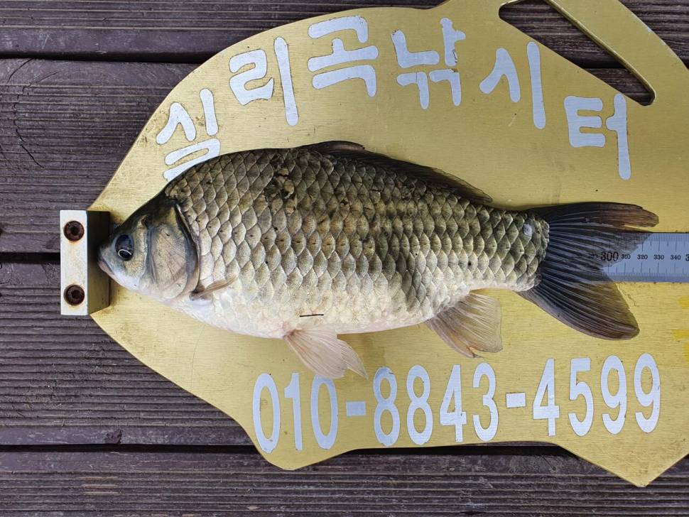 실리곡낚시터 허리급 조황입니다 (조황조행기 - 충주호조황속보)