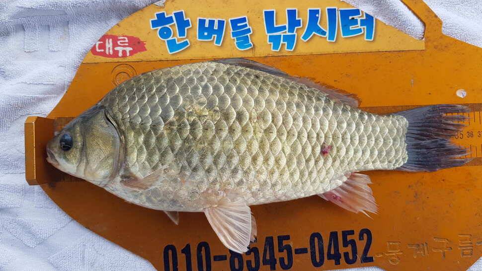 한버들 조황입니다 (조황조행기 - 충주호조황속보)