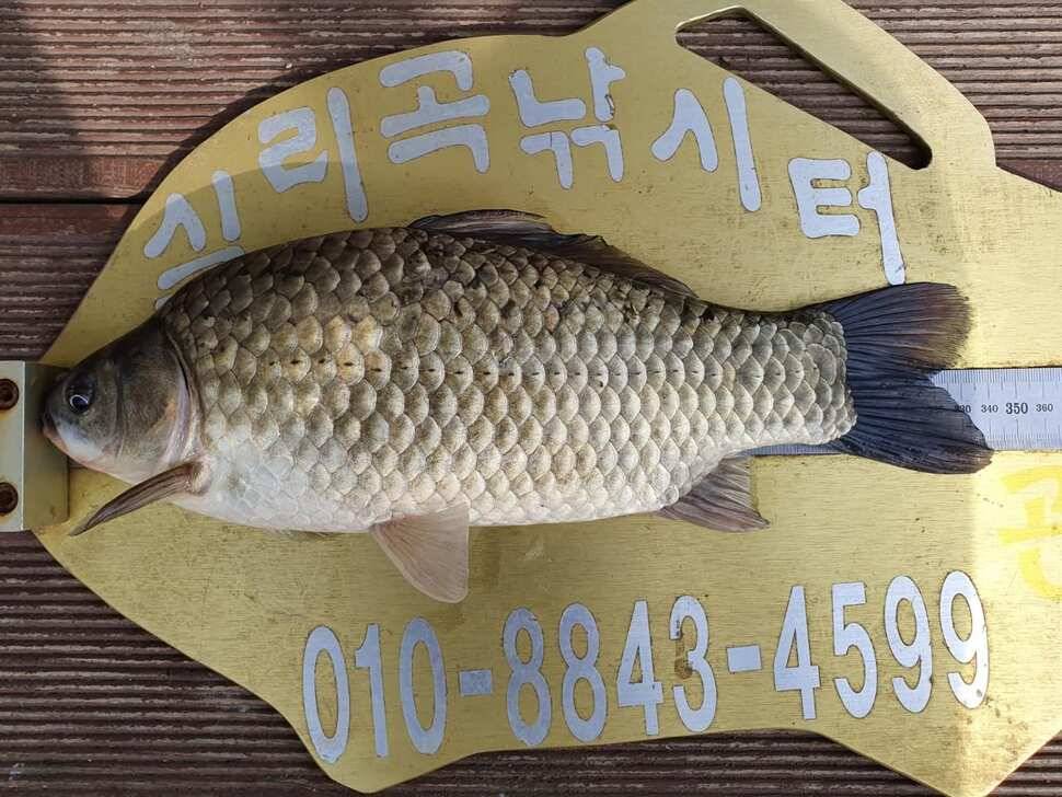 실리곡낚시터 허리급 조황입니다 (조황조행기 - 충주호조황속보)