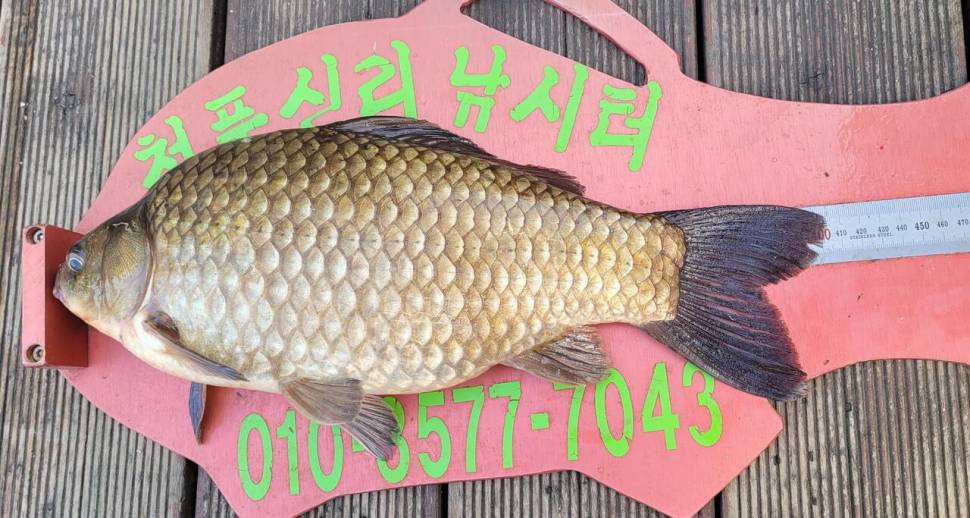 청풍신리낚시터 4짜 조황입니다 (조황조행기 - 충주호조황속보)
