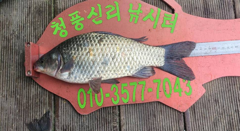 청풍신리낚시터 허리급 조황입니다 (조황조행기 - 충주호조황속보)