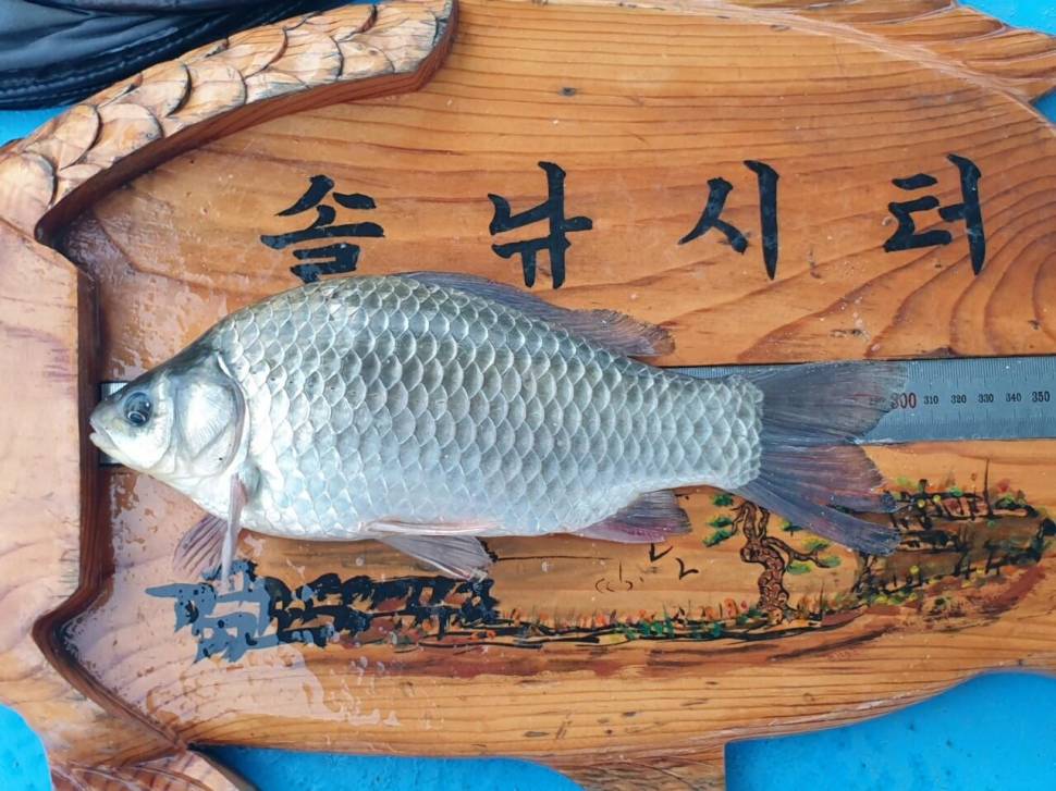 솔낚시터 조황소식 입니다 (조황조행기 - 충주호조황속보)