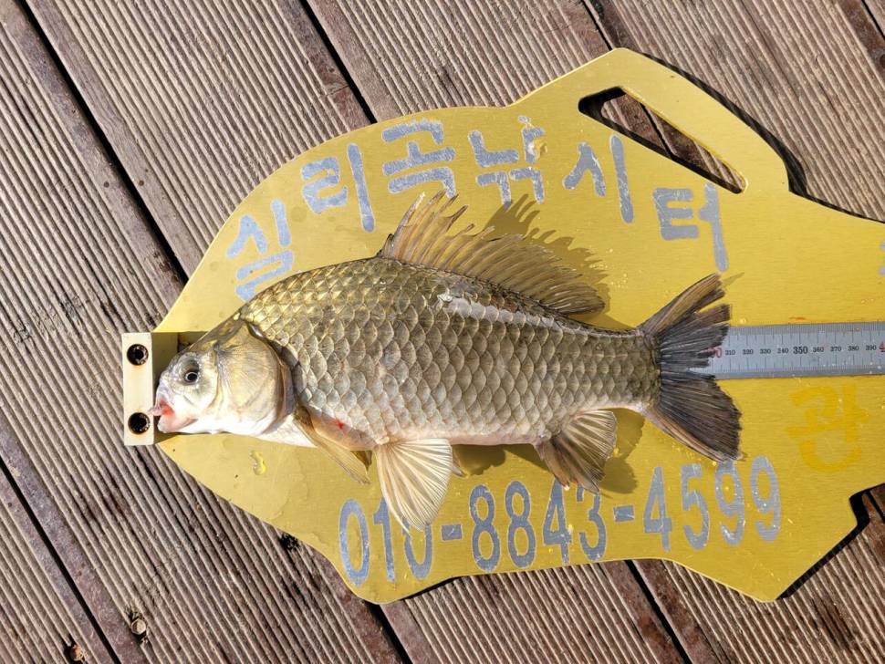 실리곡낚시터 허리급 조황입니다 (조황조행기 - 충주호조황속보)