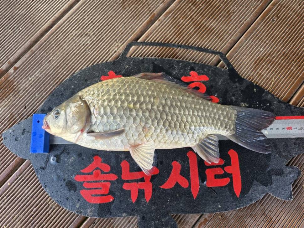 솔낚시터 사짜 및 허릿급 월척 조황소식입니다 (조황조행기 - 충주호조황속보)