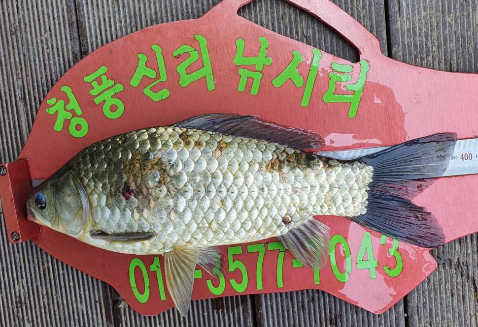 청풍신리낚시터 4짜외 허리급 조황입니다 (조황조행기 - 충주호조황속보)